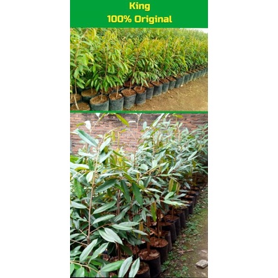 Bibit Pohon Durian Musang King malaysia