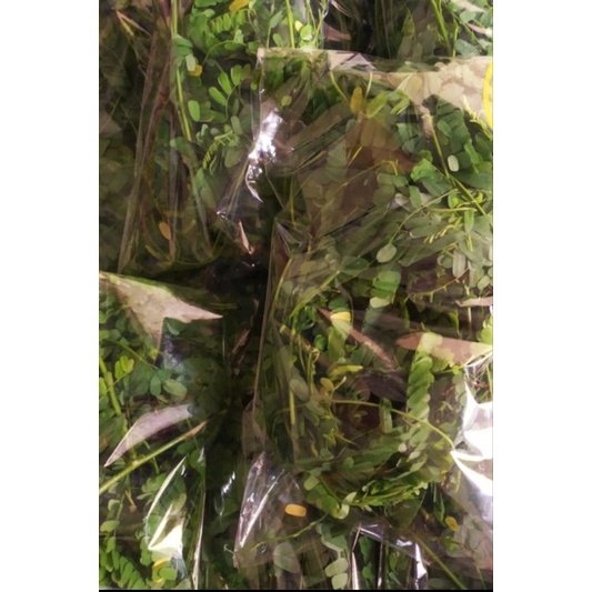 DAUN SAGA SEGAR, HERBAL