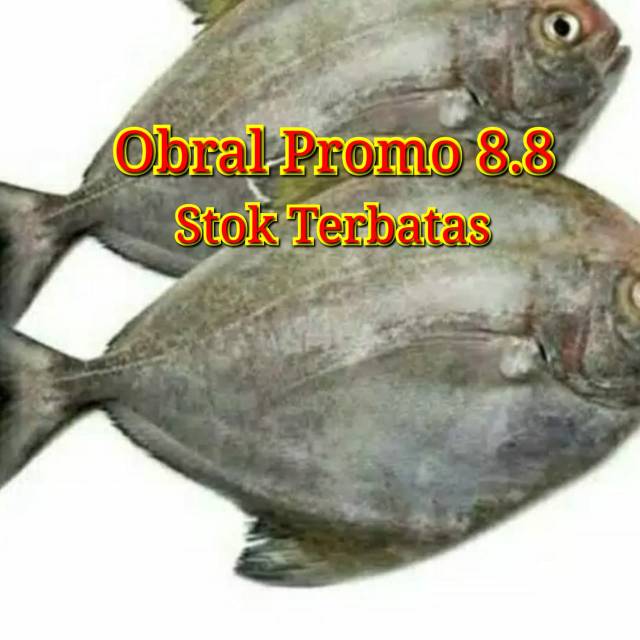 

IKAN BAWAL LAUT BESAR SEGAR