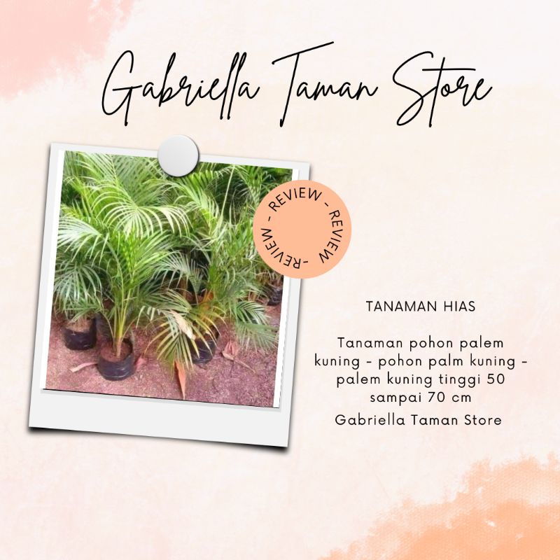 Tanaman palem kuning - tanaman indoor palem kuning tinggi 50cm