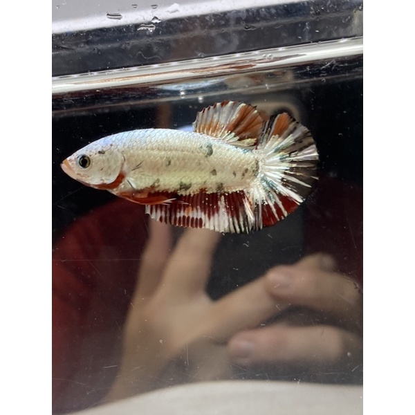 Cupang female nemo cooper FMNC10