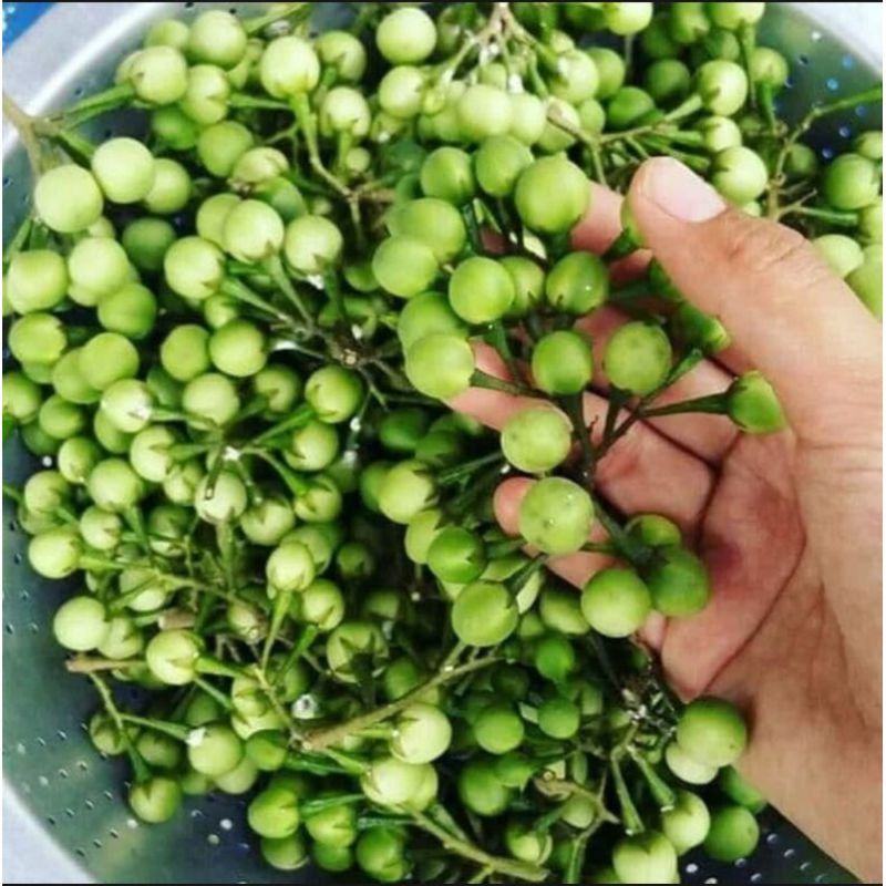 

BUAH TEKOKAK |TAKOKAK | CEPOKAK SEGAR