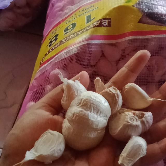 

Bawang kating