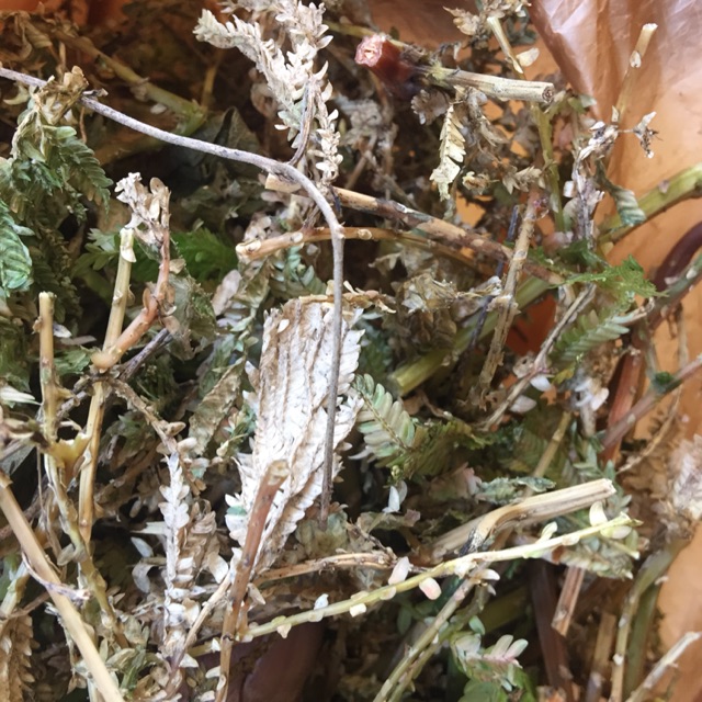 

Daun cakar ayam kering 250 gr