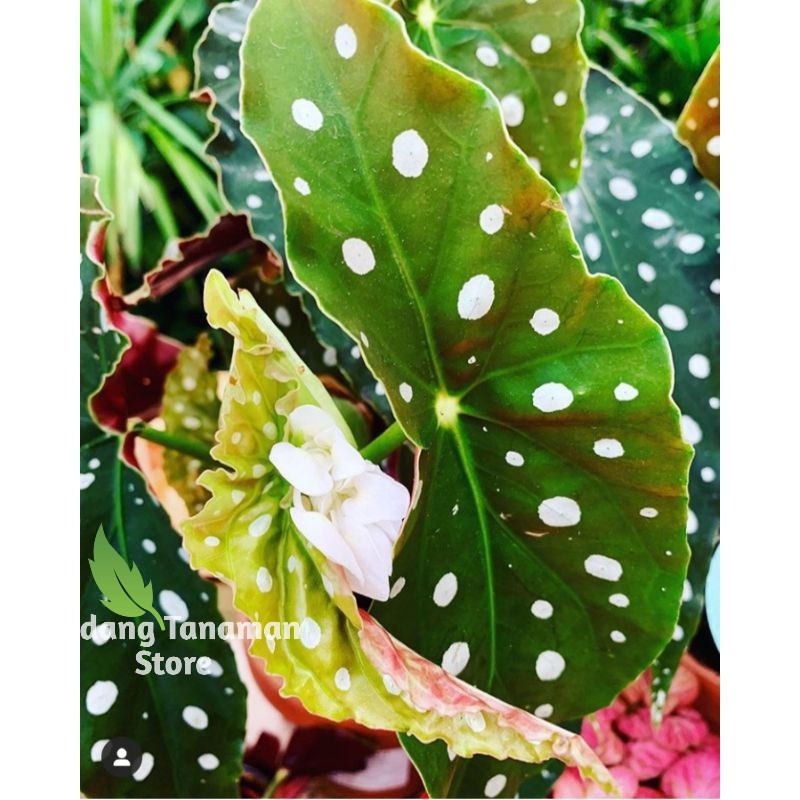 Tanaman hias begonia polkadot | begonia polkadot