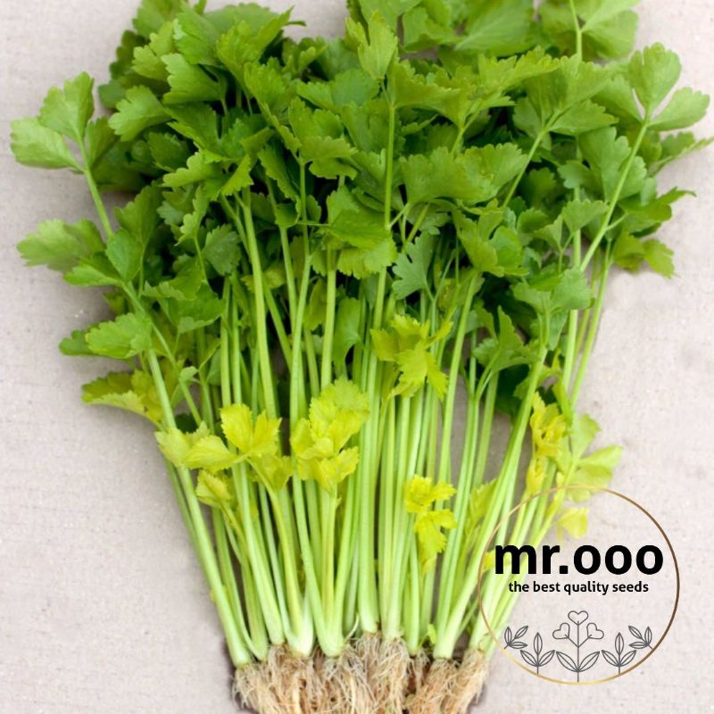 Benih Celery / Seledri - Yellow Stem ( Batang Kuning) - 200 benih - Import