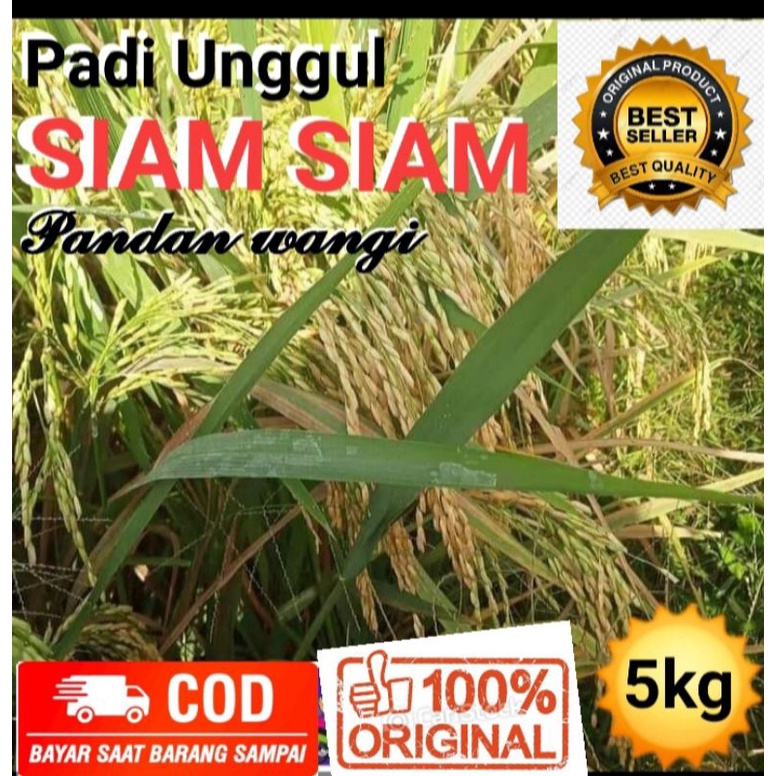 Benih Padi Unggul SIAM SIAM/Wangi aromatik