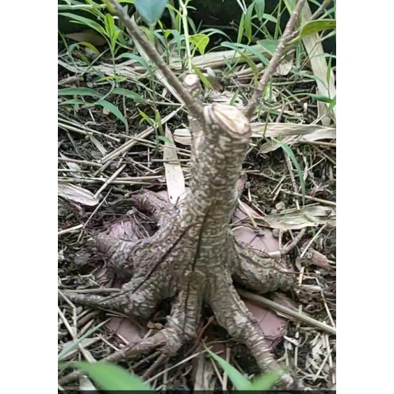 bonsai KIMENG PECAH BATANG 8