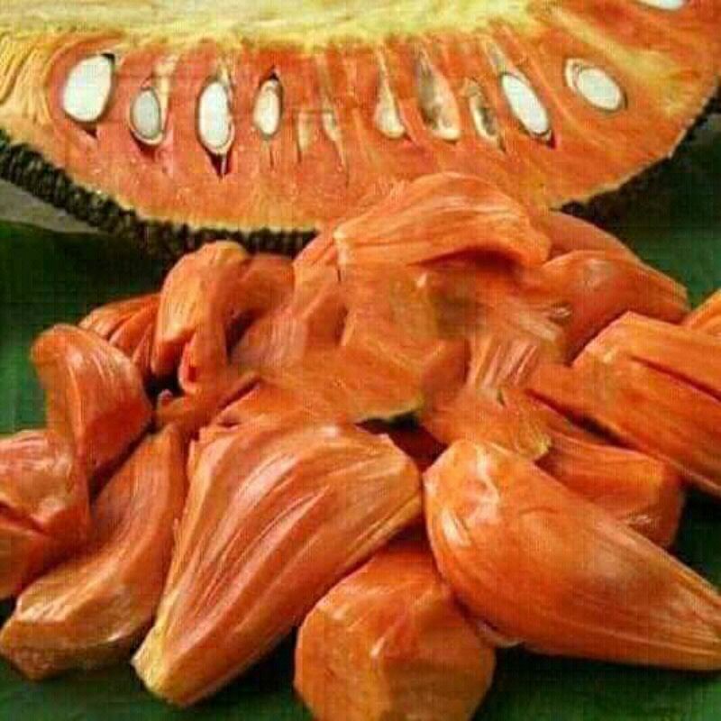 Bibit nangka merah super