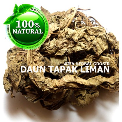 

Jamu Herbal Tradisional Tanaman Obat Daun Tapak Liman