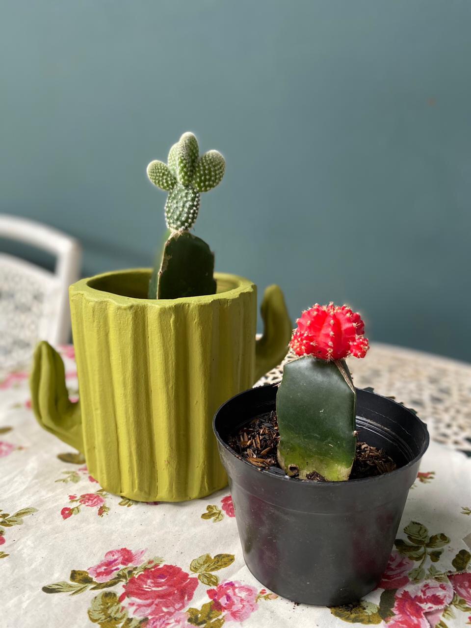 Sukulen Dan Kaktus Mini (telinga Kelinci / Opuntia Microdasys