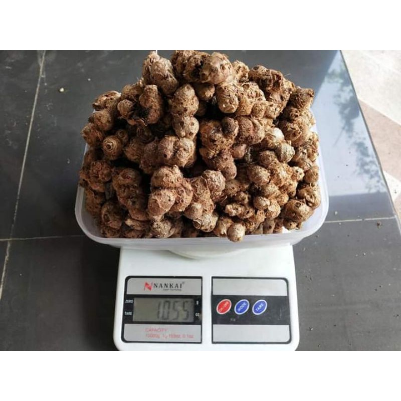 Kunyit Hitam /  black ginjer thailand