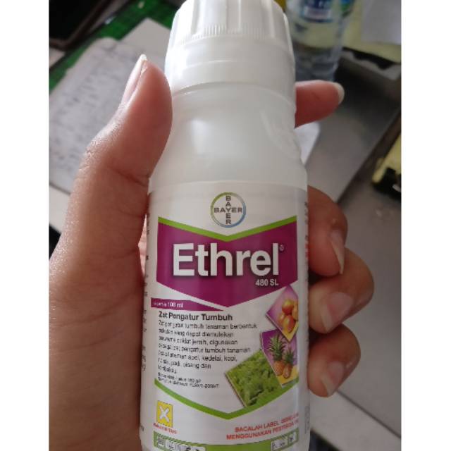 Etrel ( pemasak pisang dll)