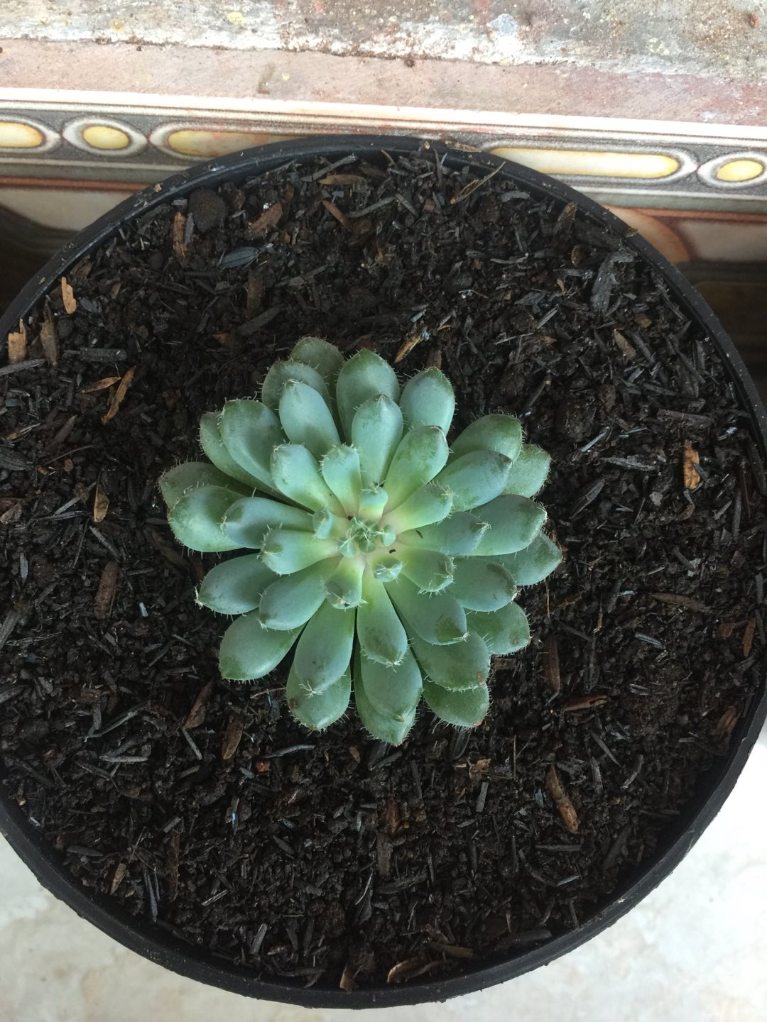 Sukulen Dan Kaktus Mini (echeveria Setosa deminuta)