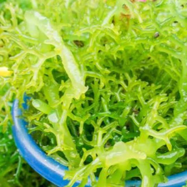 

Rumput laut 250 gr