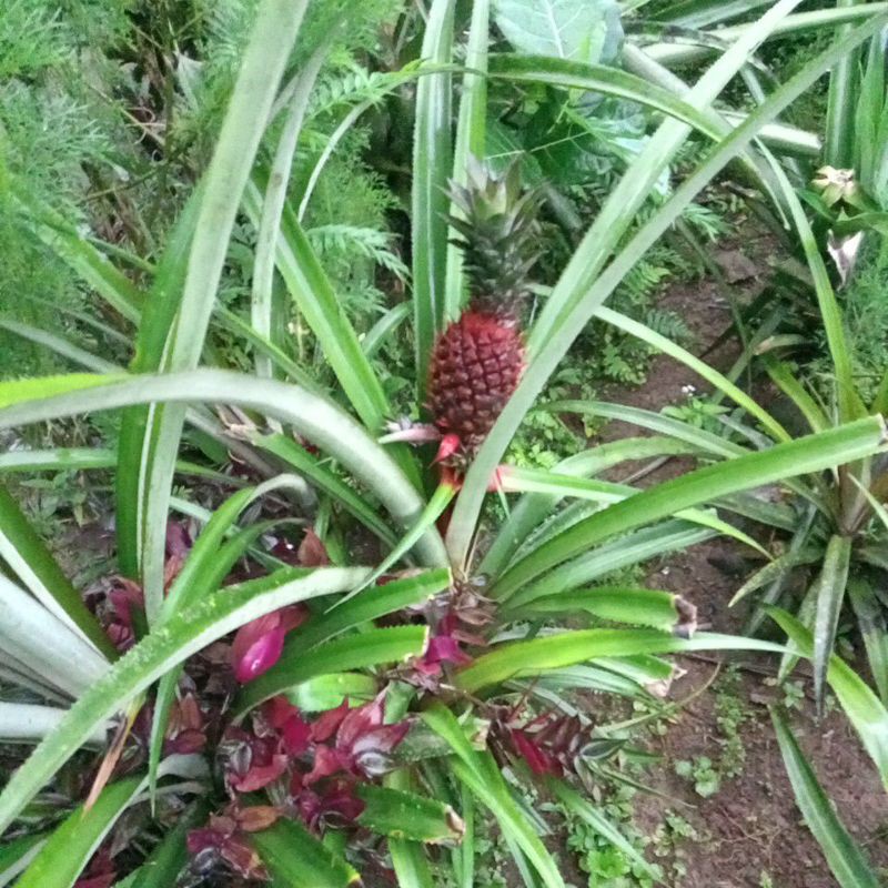 benih nanas/bibit nanas