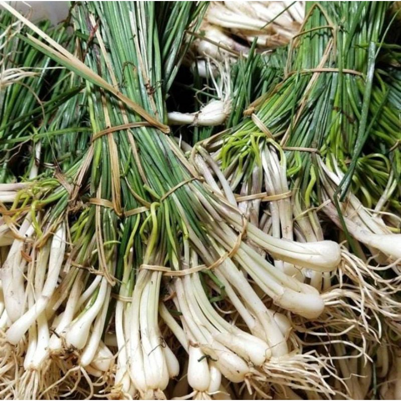 

LOKIO / BAWANG BATAK ORGANIK 500GR