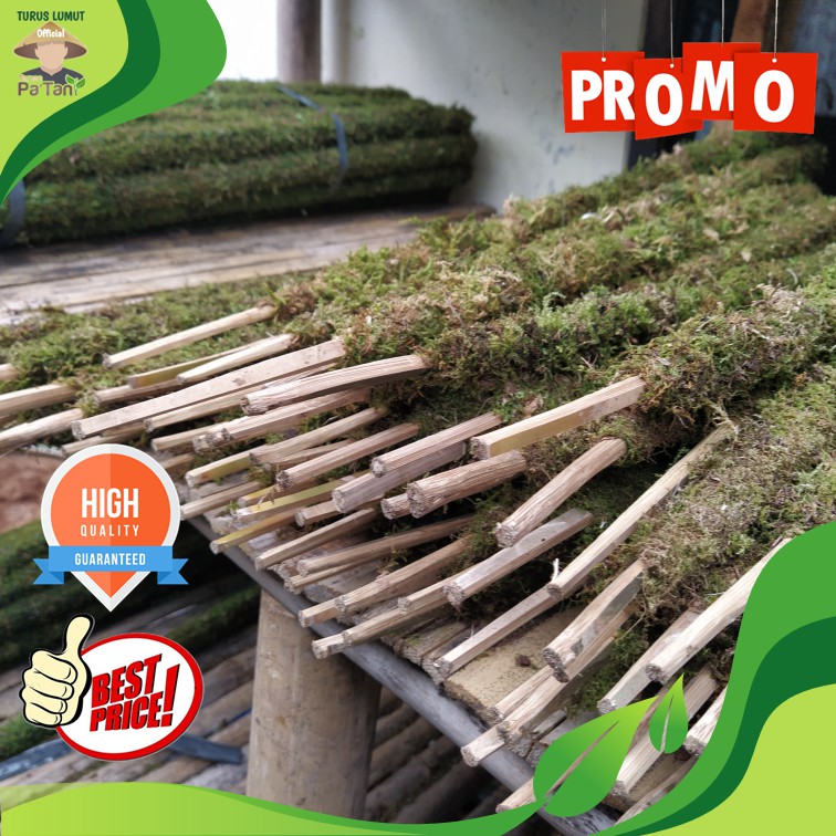 (COD) Turus Lumut Bambu 100cm - Turus Bambu Lapis Lumut Hidup - Turus Penyangga Tanaman