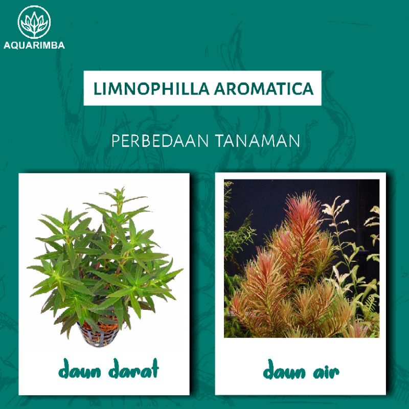 Limnophilla aromatica ( tanaman aquascape )