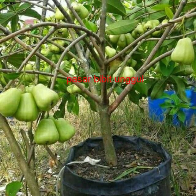 Bibit jambu air madu dely hijau=Bibit Tanaman Jambu Air Madu Dely Hijau Super-Bibit Buah Jambu Air M