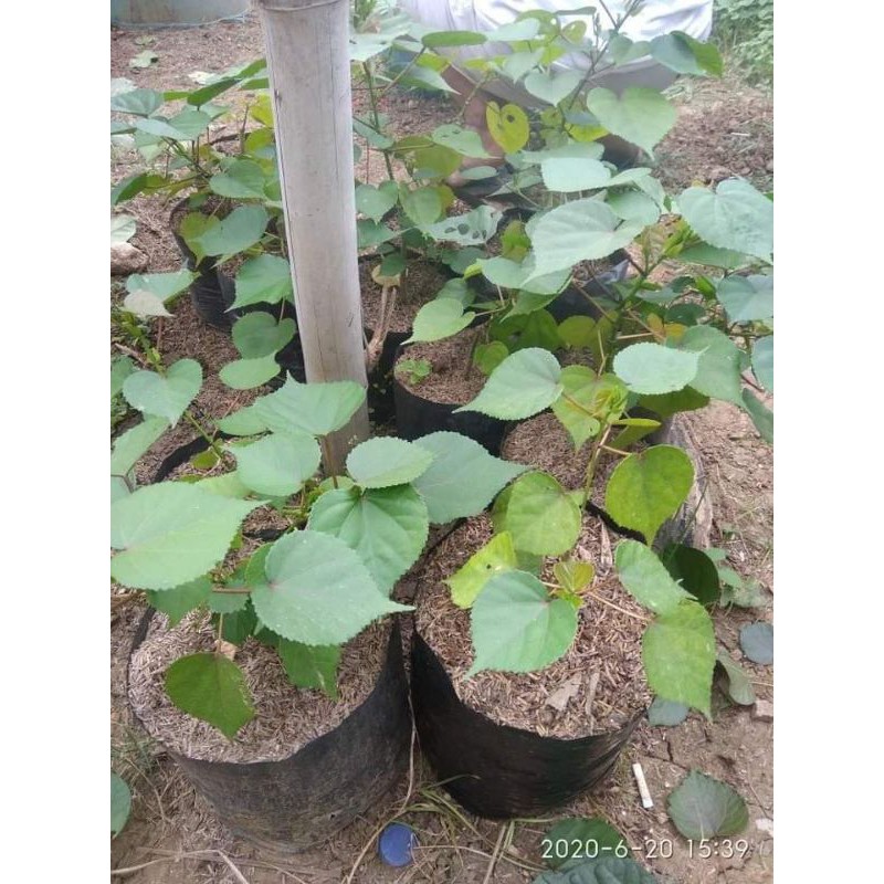 Bibit Bonsai Waru India