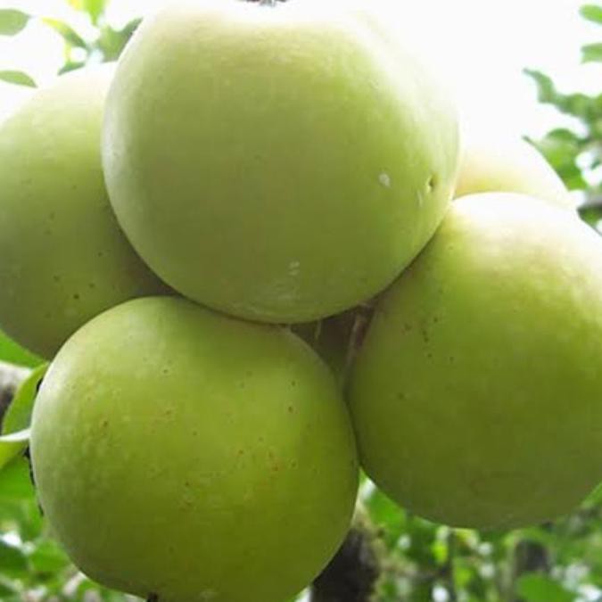 Bibit Apel Wanglin Xx