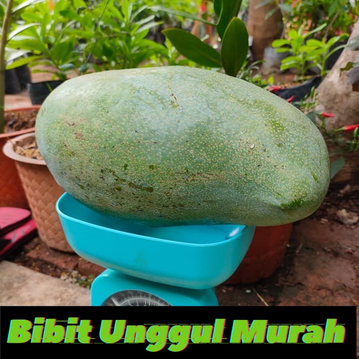 Bibit Mangga Mahatir