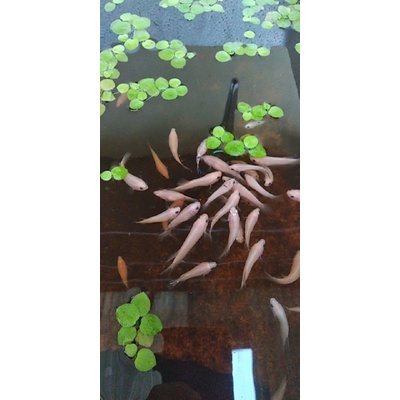 Ikan Cupang Cello Murah