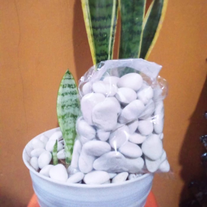 Batu Koral Putih / Batu Hias Taman Tanaman Hias / Hiasan Taman 1Kg