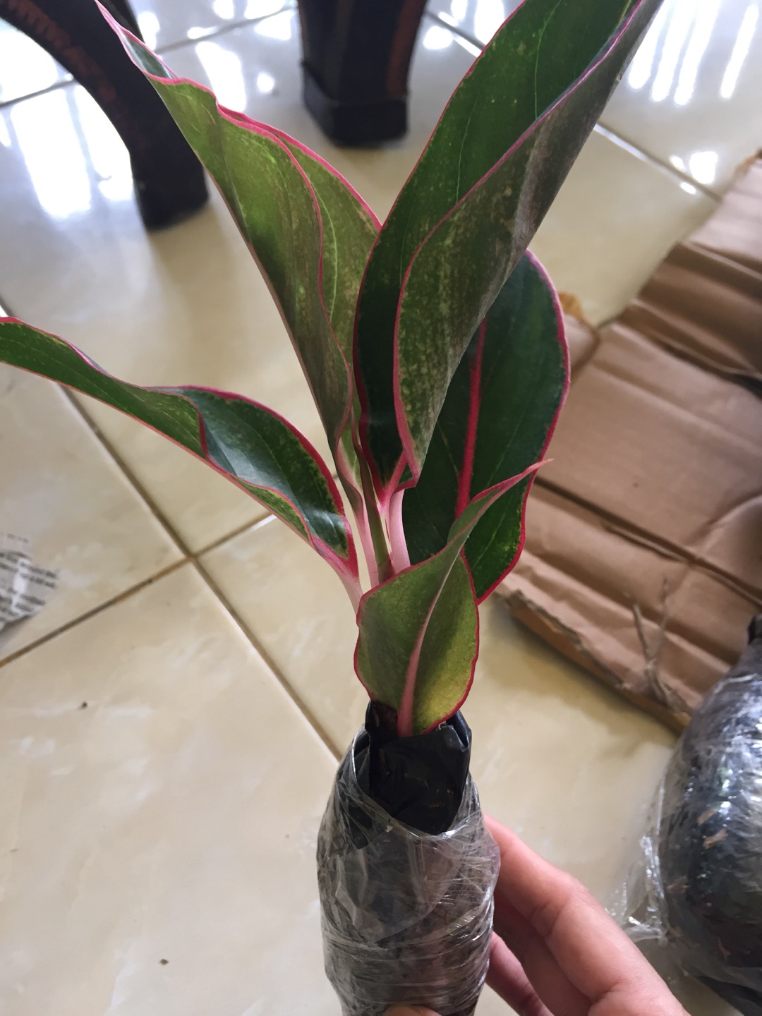 Aglaonema Lipstick Tanaman Hias