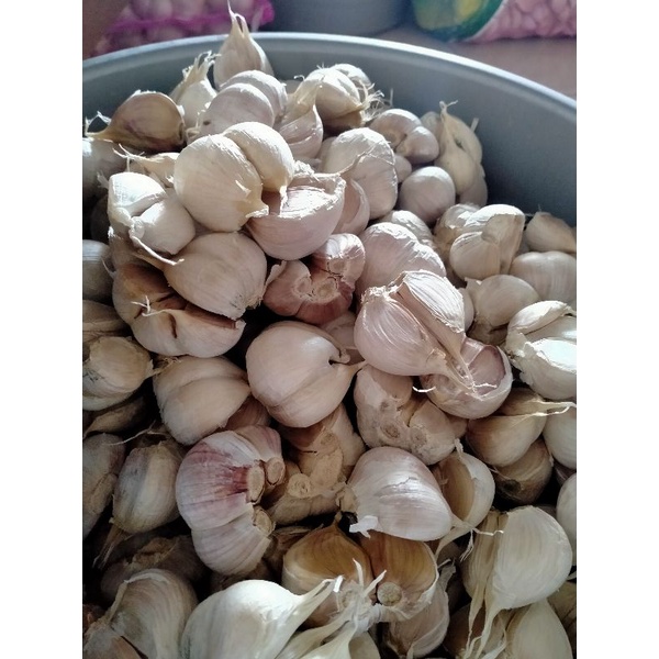 

Bawang putih kating super