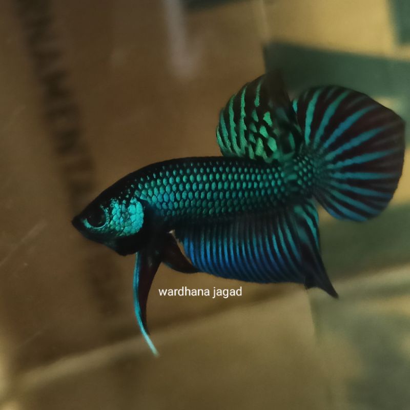 Mahachai green spade tail / Wild Betta mahachai green spade tail
