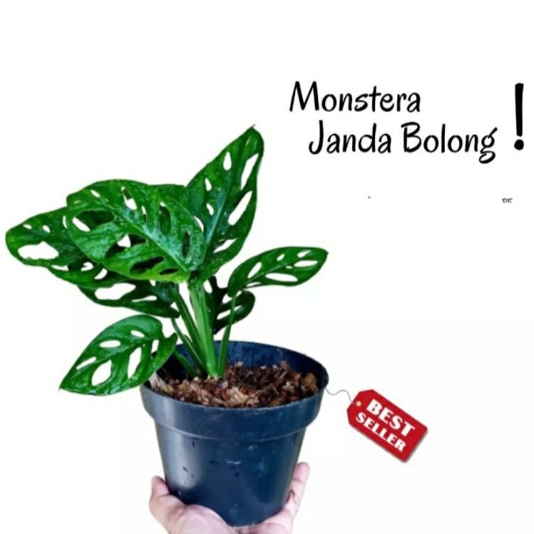 Tanaman Hias Bunga Janda Bolong - Janda  Bolong