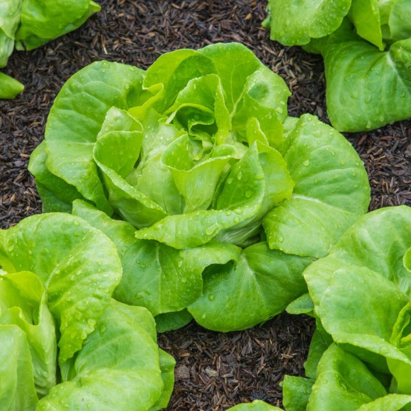 Benih SELADA LETTUCE CREAM BUTTERHEAD Benih import Berkualitas Premium