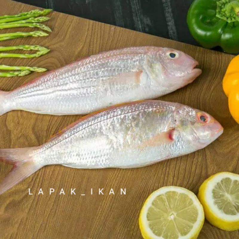 

Ikan Kurisi ikan Kerisi Segar 1Kg Hasil Laut Segar