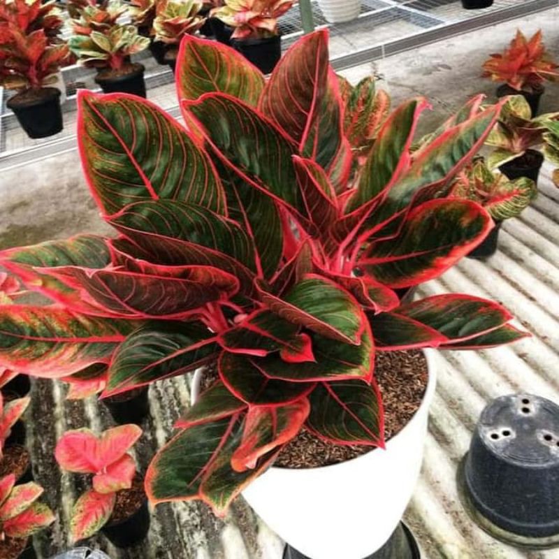 Tanaman hias aglonema Khanza bonggol aglonema khanza