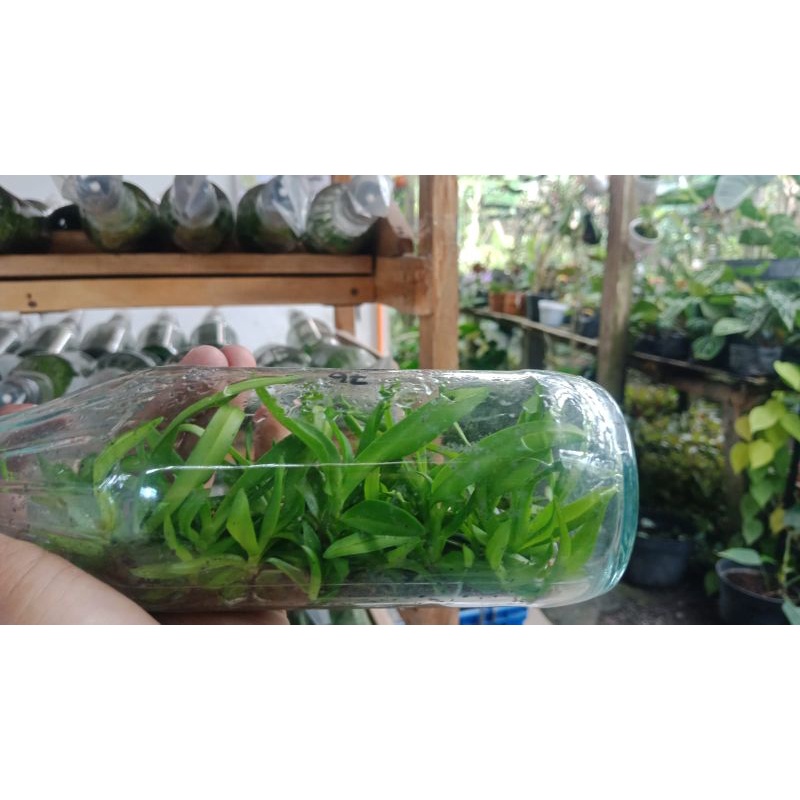 bibit botol anggrek spesies Discolor Merauke