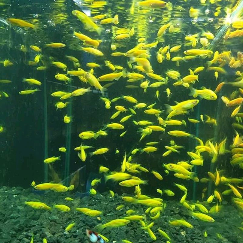 ikan hias green danio zebra slayer