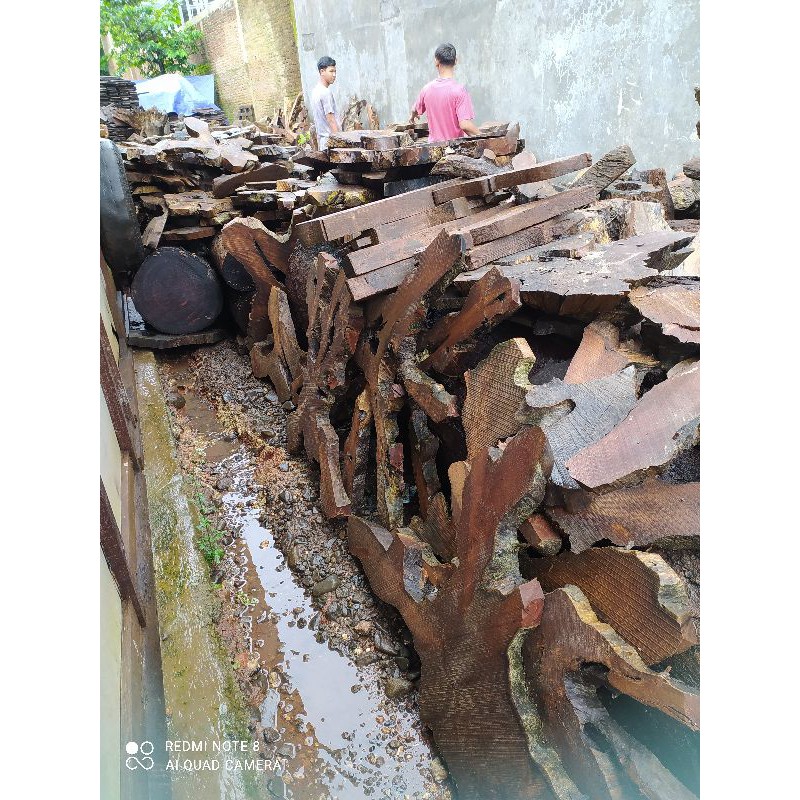 Akar Jati Mentahan / Slice Jati / Top Akar Jati mentahan