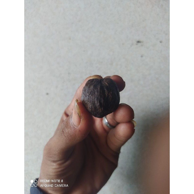 kemiri adu /muncang adu super kuat