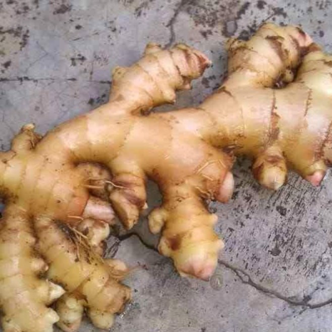 

Best Seller - Jahe Gajah 250G