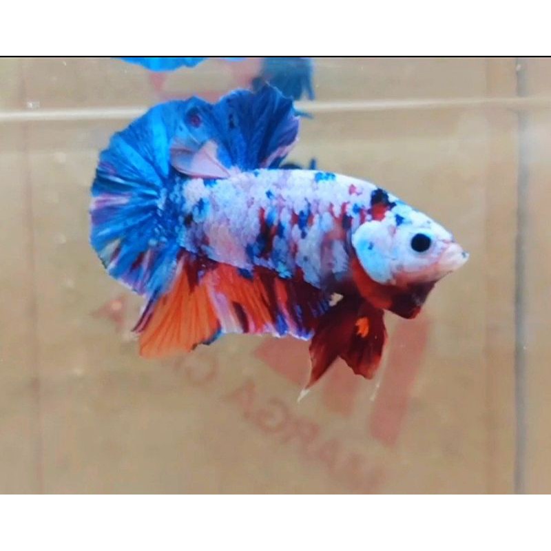 

Male Multi colour