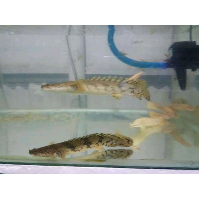 ikan palmas endlicheri sz 6-8 cm