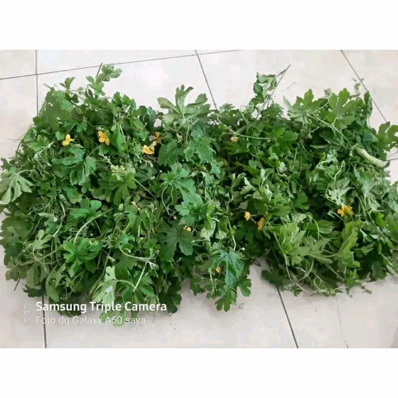 

daun pare daun paria segar