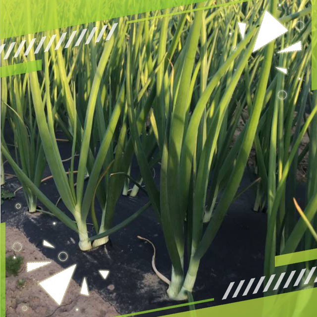 Gudange Benih Bawang Daun FRAGRANT dataran rendah Perawatan Mudah