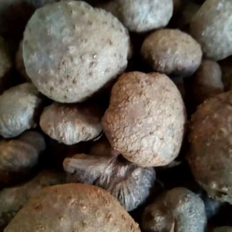 bibit katak porang jual perbiji