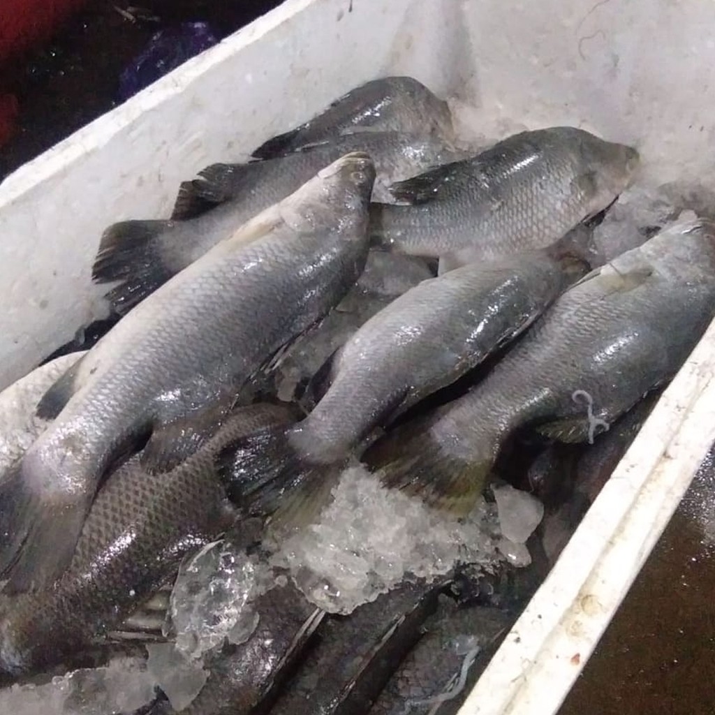 

Ikan Kakap Putih Segar 1 Kg