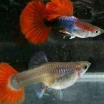 Ikan Guppy brazilian pasangan