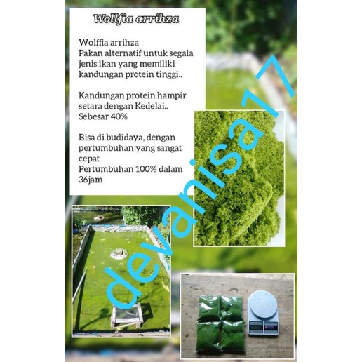 WOLFIA 5 ONS & 1KG WOLFFIA