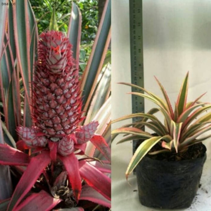 pohon nanas merah tanaman hias pohon buah nanas merah